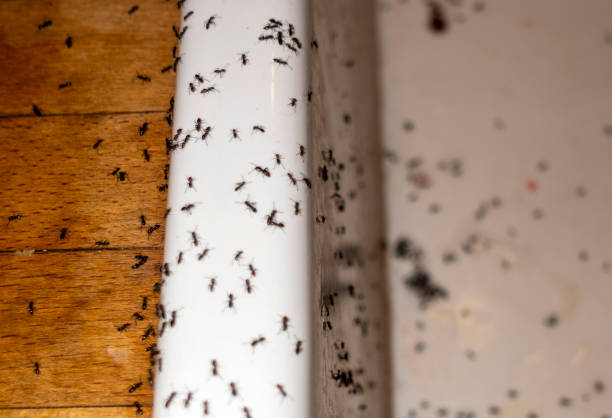 Spider Control Near Me in Neptune Beach, FL
