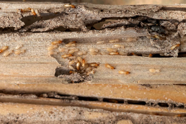Reliable Neptune Beach, FL Pest Control Solutions